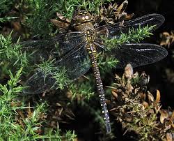 Attēlu rezultāti vaicājumam “Aeshna mixta female”