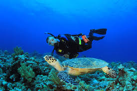 Resultado de imagen para cozumel dive