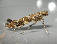 Attēlu rezultāti vaicājumam “Gracillaria syringella”