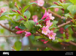 Attēlu rezultāti vaicājumam “Weigela praecox”