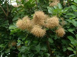 Attēlu rezultāti vaicājumam “Cotinus coggygria flower”