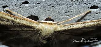 Attēlu rezultāti vaicājumam “Idaea aversata”