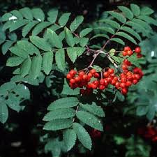 Attēlu rezultāti vaicājumam “Sorbus aucuparia”
