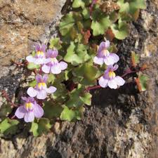 Attēlu rezultāti vaicājumam “Cymbalaria muralis flower”