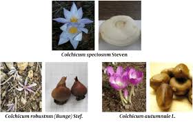 Attēlu rezultāti vaicājumam “Colchicum luteum flower”