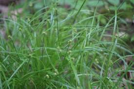 Attēlu rezultāti vaicājumam “Carex diandra”