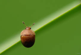Attēlu rezultāti vaicājumam “Cychramus luteus”