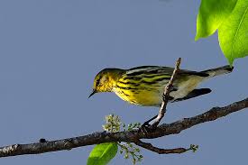 Image result for Dendroica tigrina