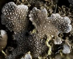 Attēlu rezultāti vaicājumam “Physconia enteroxantha”