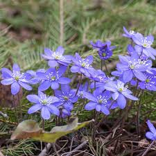 Attēlu rezultāti vaicājumam “Hepatica nobilis flower”