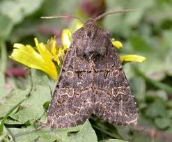 Attēlu rezultāti vaicājumam “Tholera cespitis”