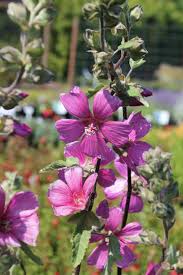 Image result for Lavatera thuringiaca