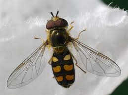 Attēlu rezultāti vaicājumam “Syrphus sp. imago”