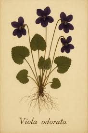 Attēlu rezultāti vaicājumam “Viola odorata bud”