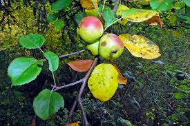 Attēlu rezultāti vaicājumam “Malus sylvestris”