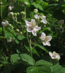 Attēlu rezultāti vaicājumam “Rubus plicatus flower”