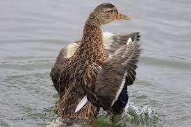 Attēlu rezultāti vaicājumam “Anas platyrhynchos female”