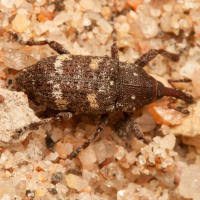 Attēlu rezultāti vaicājumam “Pissodes piniphilus”