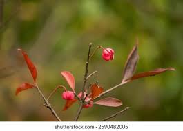 Attēlu rezultāti vaicājumam “Euonymus europaeus leaf”