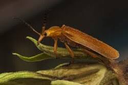 Attēlu rezultāti vaicājumam “Lycaeniinae”