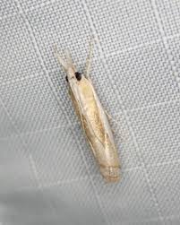 Attēlu rezultāti vaicājumam “Akanthomyces aculeatus”