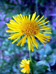 Attēlu rezultāti vaicājumam “Inula salicina flower”