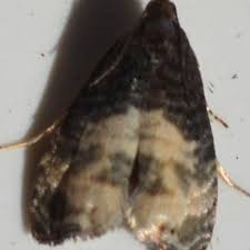 Attēlu rezultāti vaicājumam “Notocelia cynosbatella”