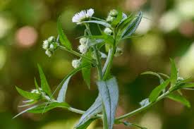 Attēlu rezultāti vaicājumam “Erigeron annuus flower”