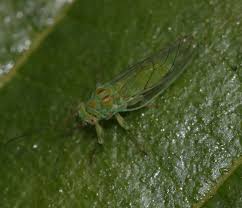 Attēlu rezultāti vaicājumam “Psylla alni nymph”