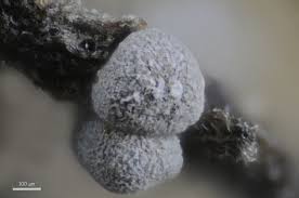 Attēlu rezultāti vaicājumam “Didymium xanthopus macro”