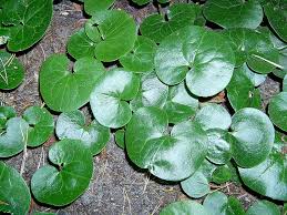 Attēlu rezultāti vaicājumam “Asarum europaeum leaf”