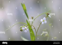 Attēlu rezultāti vaicājumam “Veronica scutellata flower”