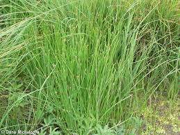 Attēlu rezultāti vaicājumam “Eleocharis palustris”