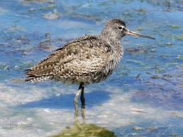 Image result for Tringa erythropus