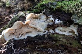 Attēlu rezultāti vaicājumam “Phlebia serialis”