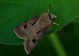 Attēlu rezultāti vaicājumam “Agrotis exclamationis”