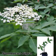 Attēlu rezultāti vaicājumam “Sambucus nigra”