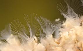 Attēlu rezultāti vaicājumam “Physarum bryocorticola sessile”