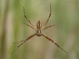 Attēlu rezultāti vaicājumam “Argiope bruennichi female”