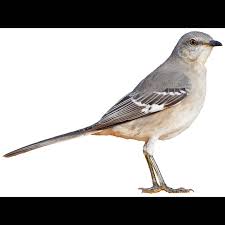 Image result for Mimus polyglottos