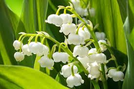 Attēlu rezultāti vaicājumam “Convallaria majalis flower”