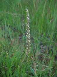Attēlu rezultāti vaicājumam “Triglochin maritimum flower”