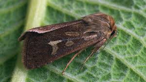 Attēlu rezultāti vaicājumam “Cerapteryx graminis”