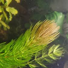 Attēlu rezultāti vaicājumam “Ceratophyllum demersum leaf”