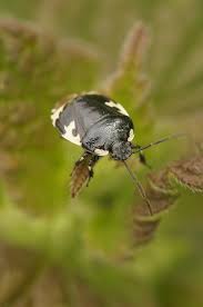 Attēlu rezultāti vaicājumam “Tritomegas bicolor nymph”