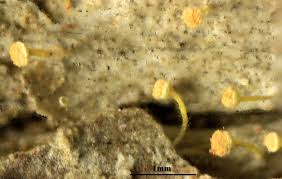 Attēlu rezultāti vaicājumam “Sclerophora coniophaea”