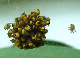 Attēlu rezultāti vaicājumam “Araneus diadematus eggs”