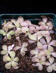 Attēlu rezultāti vaicājumam “Pinguicula vulgaris fruit”