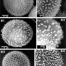 Attēlu rezultāti vaicājumam “Physarum leucophaeum stalked”
