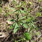 Attēlu rezultāti vaicājumam “Ranunculus cassubicus leaf”